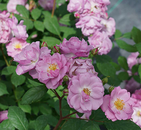 丁香花束