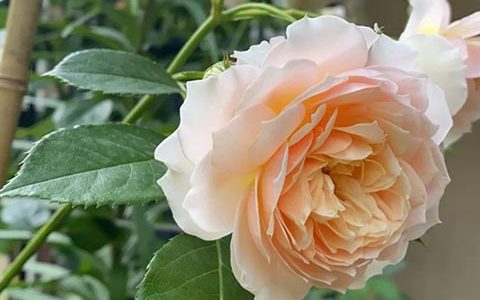 姜黄奶油葡萄酒