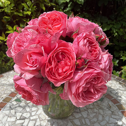 利格贝莱尔·伯爵夫人