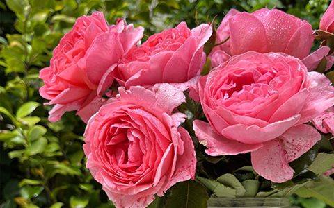 利格贝莱尔·伯爵夫人