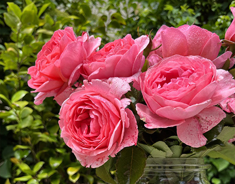 利格贝莱尔·伯爵夫人