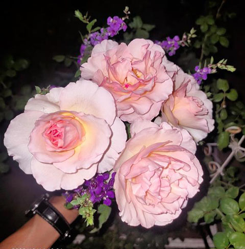 摩纳哥王妃夏琳