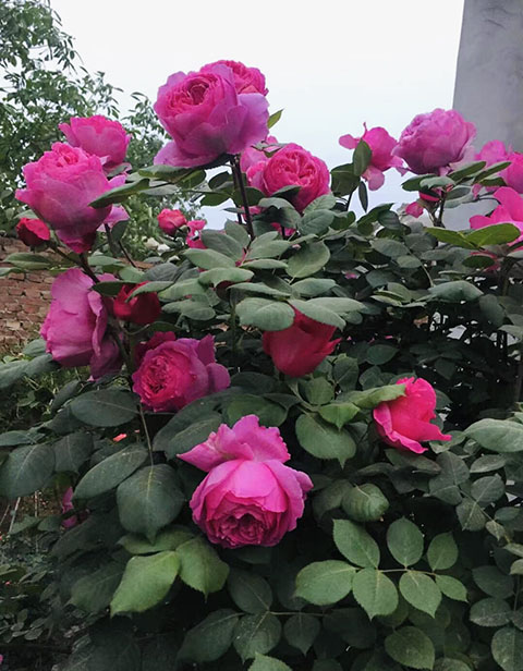 红风琴