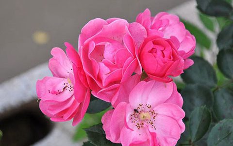 安吉拉月季有什么优缺点