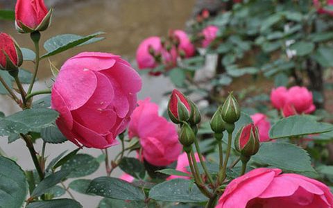 安吉拉月季耐阴吗