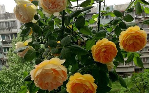 黄金庆典月季什么时候开花