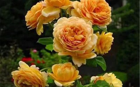 黄金庆典月季可以当灌木养吗