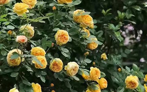 黄金庆典月季花期多少天