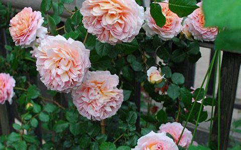 亚伯拉罕月季在广东表现好吗