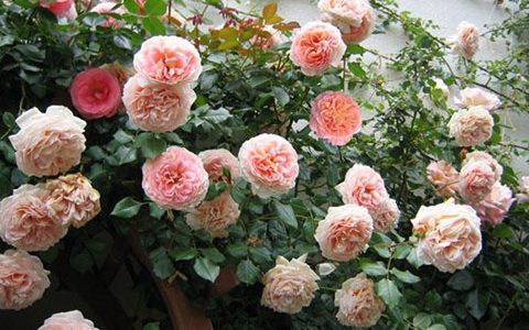 亚伯拉罕月季是藤本还是灌木