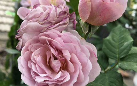 薰衣草花环月季耐荫吗