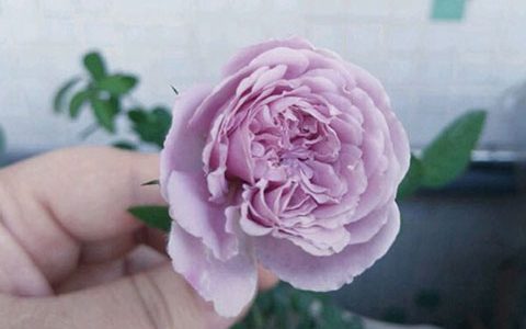 蓝色阴雨月季适合阳台养吗