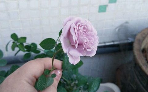 蓝色阴雨月季一年开几次花