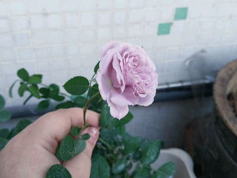 蓝色阴雨月季一年开几次花