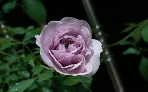 蓝色阴雨月季有刺吗