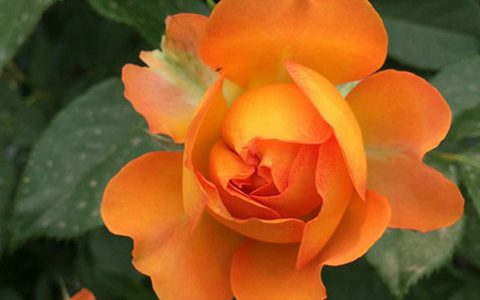 蜂蜜焦糖月季要多久才开花