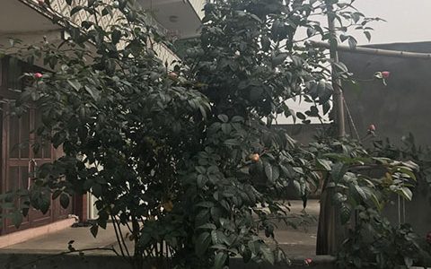 我的心月季可以当藤本养么