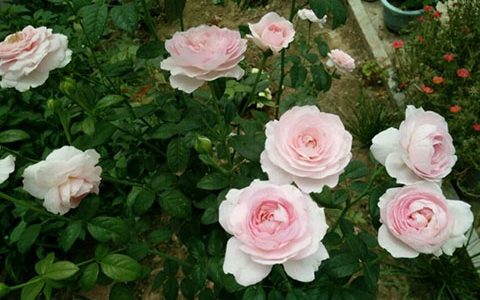 我的心月季的优缺点