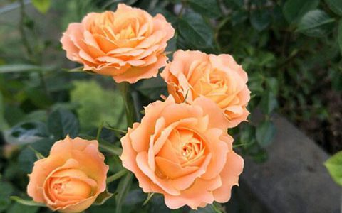 甜梦月季是灌木还是藤本