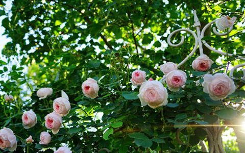 杰夫汉密尔顿月季是藤本还是灌木