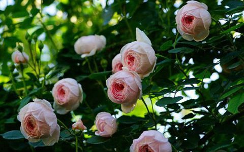 杰夫汉密尔顿月季广东表现怎么样