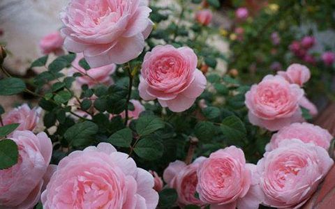 瑞典女王月季一年能开几次花