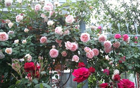 瑞典女王月季生长年限有多久