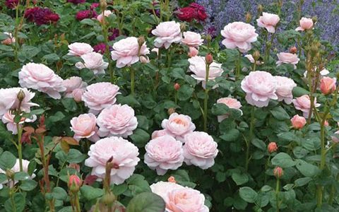 瑞典女王月季可以盆栽吗