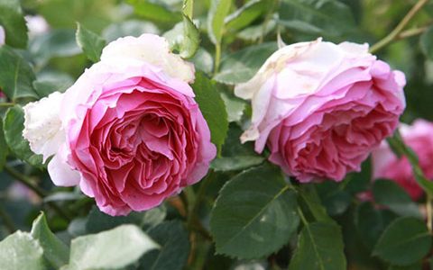 罗衣月季适合阳台吗