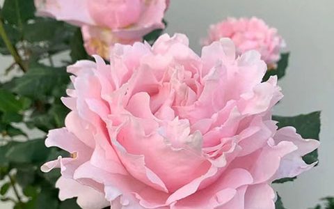 索菲罗莎月季耐热耐晒吗