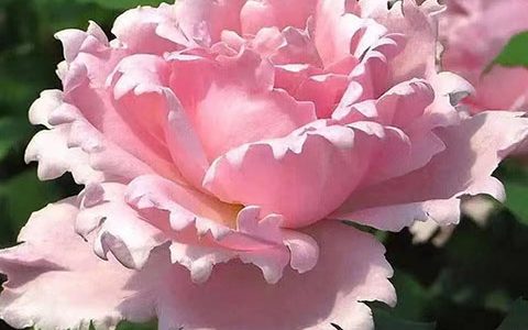 索菲罗莎月季是藤本还是灌木