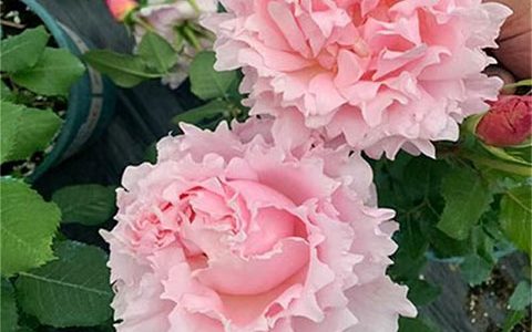 索菲罗莎月季一年开几次花