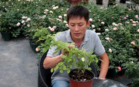 月季缺镁有哪些症状，怎么补