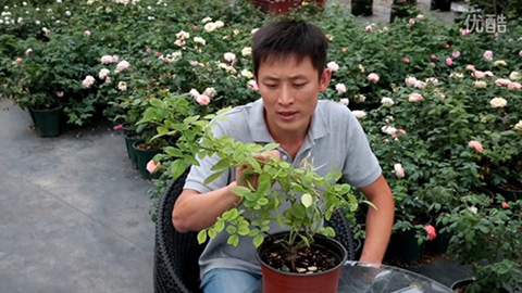 月季缺镁有哪些症状，怎么补