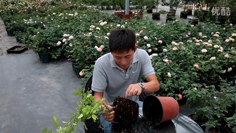 月季缺镁有哪些症状，怎么补