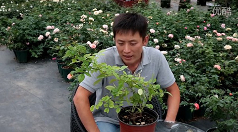 月季缺镁有哪些症状，怎么补