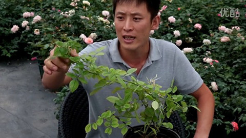 月季缺镁有哪些症状，怎么补