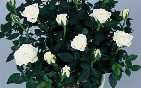 爱斯基摩柯德娜