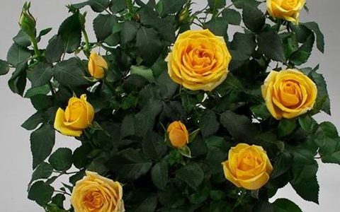 弗里斯科柯德娜