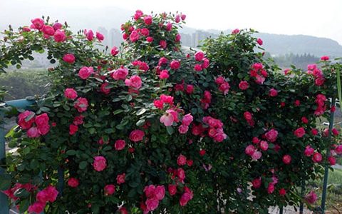 安吉拉是藤本月季还是灌木