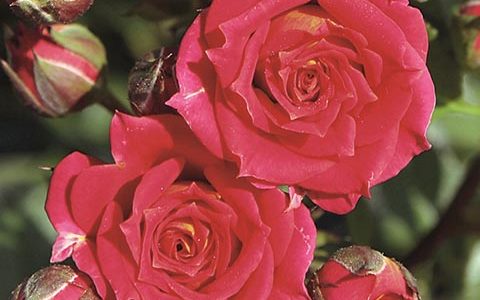 喜⼒克莱芒蒂娜