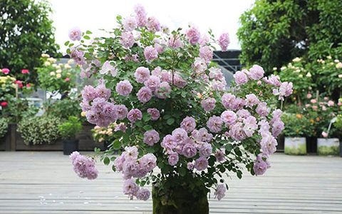 蓝色阴雨月季抗病性怎么样