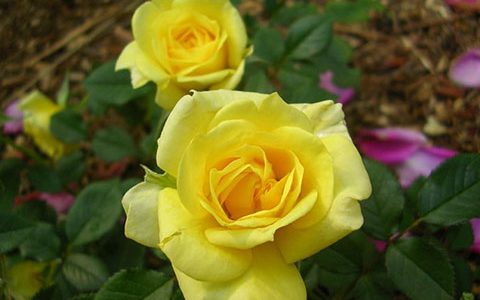 盖尔伯·库伯特