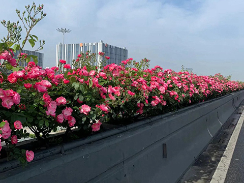 月季花栽在院子什么位置好