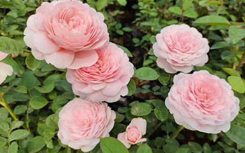 月季瑞典女王是藤本还是灌木