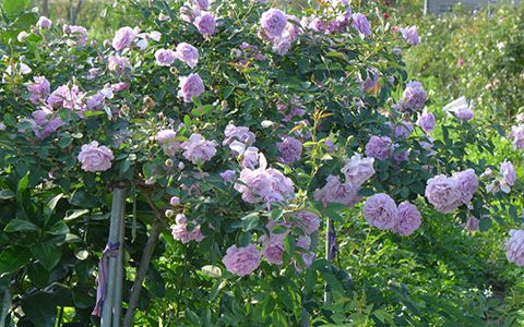 蓝色阴雨月季与蓝色风暴月季的区别