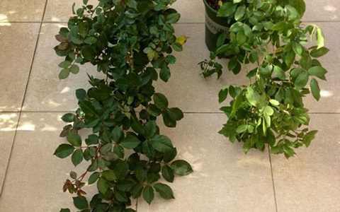 蜂蜜焦糖月季花期几个月