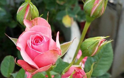 蒙特克里斯特拉