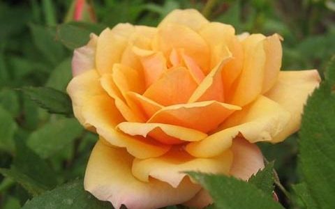 亚历山德拉科德娜