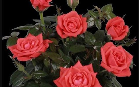 卡里布拉柯德娜